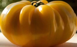 The Lemon Giant variety is a tomato with extraordinary taste, bright color and incredibly large juicy fruits.