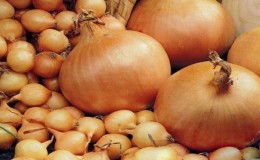 Early ripening onion variety for universal use Strigunovsky local