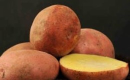 High-yielding, frost-resistant potato variety Zhuravinka with excellent taste