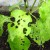 Sweet pepper leaves are all full of holes: who eats the crop and how to deal with pests