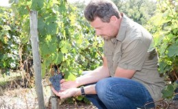 How and what to feed grapes in August: the best feedings and useful tips from winegrowers