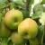 Which variety of pear is better: Lada or Chizhovskaya