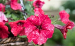 How to properly reanimate petunia after rains, drought or other unfavorable conditions