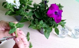 2 simple ways to preserve petunia until spring at home