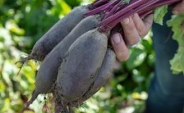 One of the sweetest varieties is Rocket beets: description, advantages and disadvantages