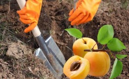 Step-by-step instructions for replanting apricots yourself in the summer