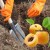 Step-by-step instructions for replanting apricots yourself in the summer