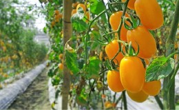 Fulfills the wishes of summer residents for a rich harvest - the Goldfish tomato and the secrets of its cultivation