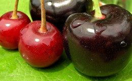 How do cherries differ from sweet cherries and how to correctly distinguish between these trees and their fruits