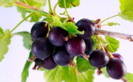 What is good about a hybrid of gooseberries and currants and how to grow it