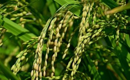 Where and how does rice grow, and is it possible to grow it at home?