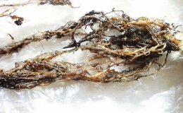 What is potato nematode and how to fight it