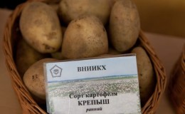 Table potato variety Krepysh for temperate climates