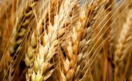 Description and characteristics of winter wheat variety Bagrat