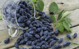 How can you freeze honeysuckle for the winter in the form of juice, puree or whole berries?