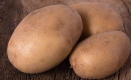 A persistent and productive variety of table potatoes Vector from Belarusian breeders
