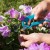 Why do you need to prune petunia in the middle of summer and how to do it correctly