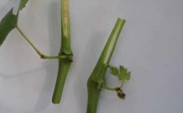 Guide to propagating grapes from green cuttings in summer