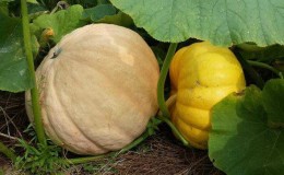 How to grow a large pumpkin at your dacha in open ground: step-by-step instructions and secrets of experienced agronomists