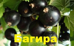 How to grow the blackcurrant variety Bagheera in your garden and why it is good
