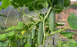 What to do if cucumbers from the greenhouse are bitter and why does this happen?