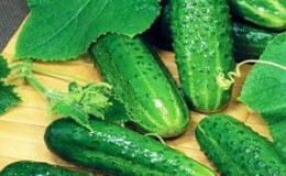 Tips for growing Masha F1 cucumbers: how to get a good harvest in winter