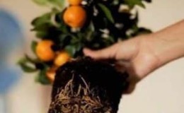 Step-by-step guide to replanting a tangerine tree at home