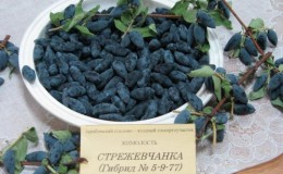 Large-fruited frost-resistant honeysuckle variety Strezhevchanka