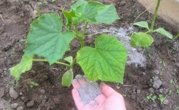 How to feed cucumbers with ash in open ground and greenhouses, and what this will give to the future harvest