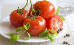 An excellent hybrid for open ground - Shady Lady f1 tomato: we grow unpretentious tomatoes without hassle