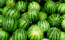Is it possible to eat watermelon with gastritis with high acidity: arguments for and against and rules of consumption