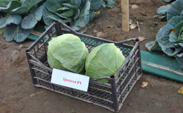 High-yielding mid-season cabbage hybrid Cyclops f1