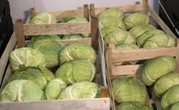 When to harvest cabbage from the garden for storage for the winter according to the lunar calendar 2020