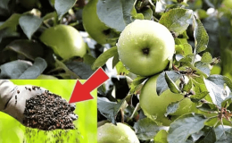 Fertilizing the garden correctly: how to feed an apple tree in July for a good harvest