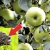 Fertilizing the garden correctly: how to feed an apple tree in July for a good harvest
