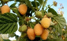 Review of raspberry variety Golden Autumn