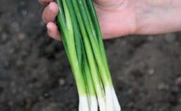 High-yielding onion variety with amazing taste Parade
