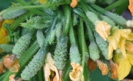 Cucumber hybrid Beam splendor F1: growing gherkins in a greenhouse, open ground and on a windowsill