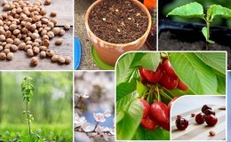 How to grow cherries from seeds at home