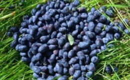Reasons why honeysuckle is bitter and what to do if the berries are bitter