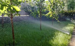 How to properly water cherries in summer: instructions for novice gardeners