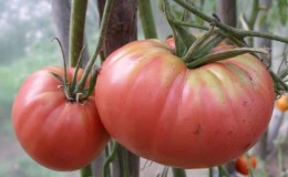 Advantages and disadvantages of the Tsunami tomato, characteristics of the fruit and subtleties of cultivation