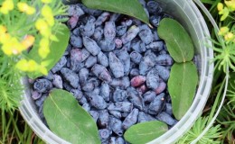 High-yielding sweet variety of honeysuckle Indigo jam