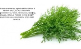 What vitamins are contained in dill - chemical composition and beneficial properties of the plant