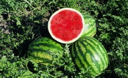 Hybrid watermelon Karistan with large and sweet fruits