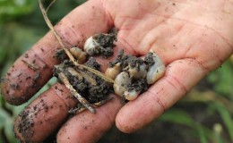 Proven ways to get rid of slugs on cabbage