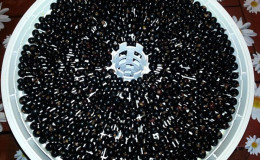 Preparing berries correctly: how to dry blackcurrants in an electric dryer