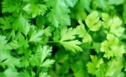 How parsley helps with puffiness under the eyes and how it can be used