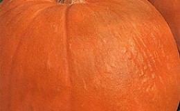 Melon pumpkin variety, adored by gardeners for its sweet taste and extraordinary aroma.