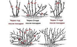 A guide to proper autumn pruning of currants for beginner gardeners